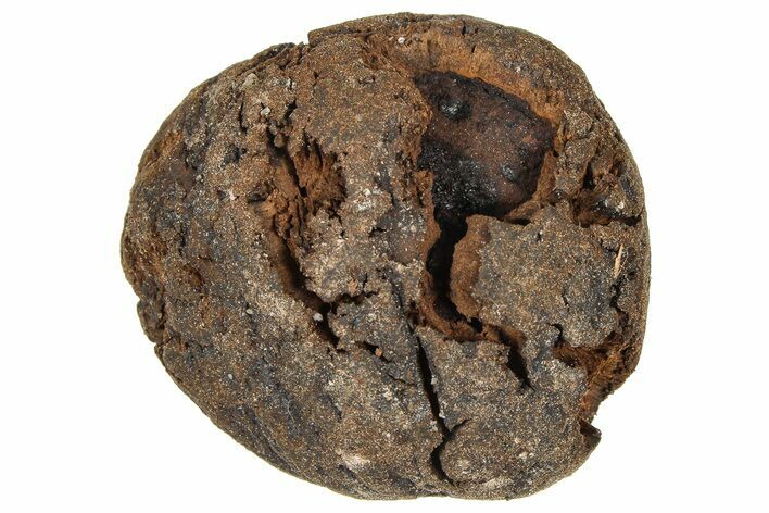 Pliocene Fossil Hickory Tree (Carya) Nut - France #365378